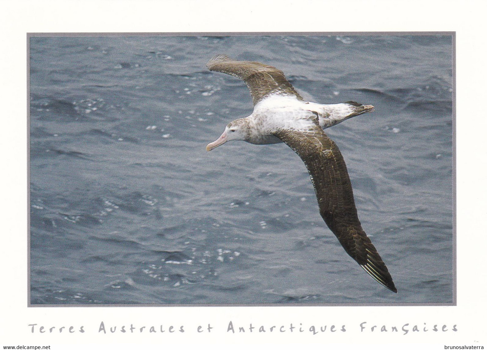 TERRES AUSTRALES ET ANTARCTIQUES FRANCAISES - Grand Albatros - TAAF : Terres Australes Antarctiques Françaises