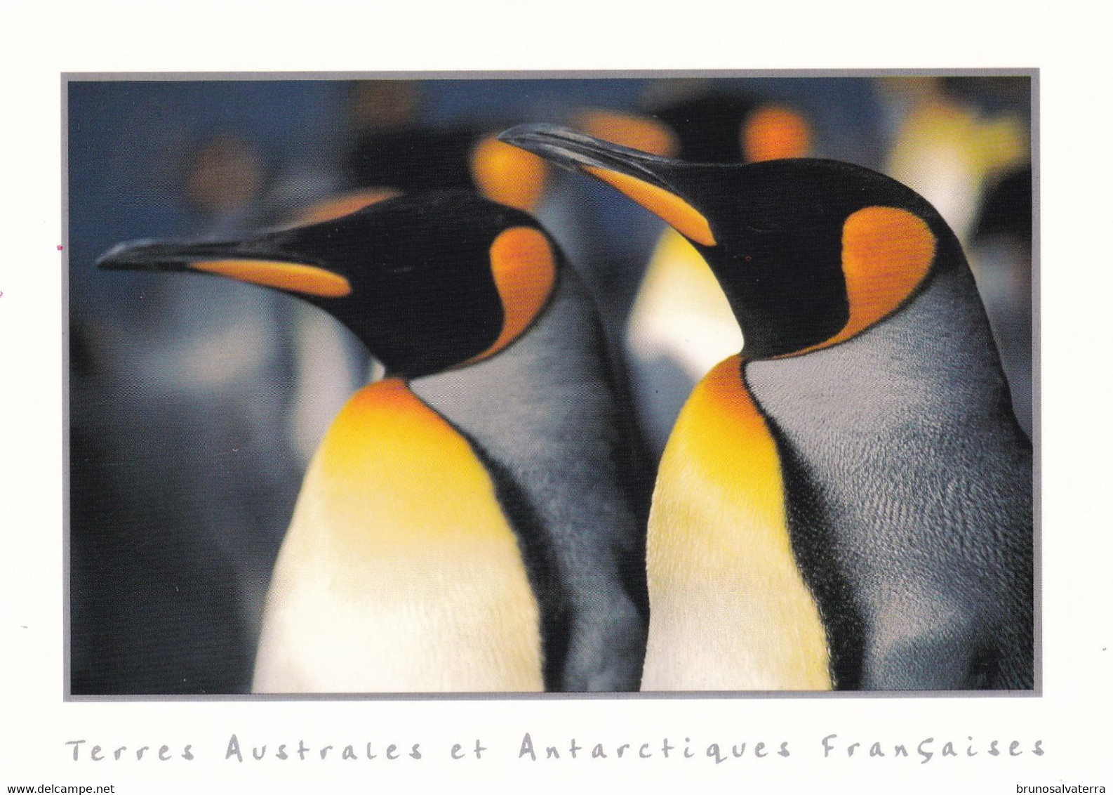 TERRES AUSTRALES ET ANTARCTIQUES FRANCAISES - Crozet - TAAF : Territorios Australes Franceses