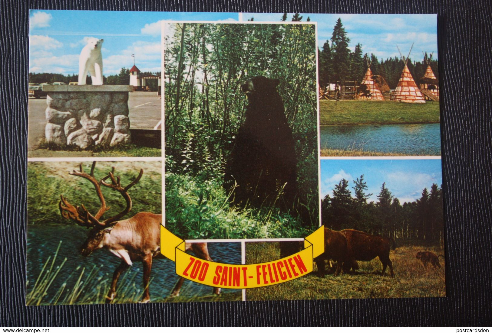 Saint Felicien Zoo , Deer, Bear - Old Postcard - Hippopotames