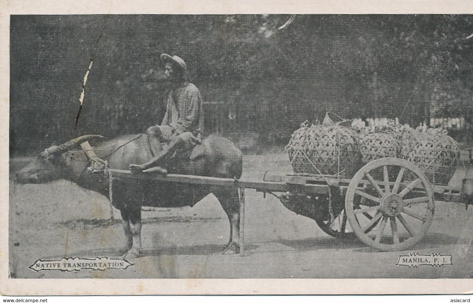 Native Transportation Manila Carabao Cart . Buffalo  Undivided Back Before 1903 - Philippines