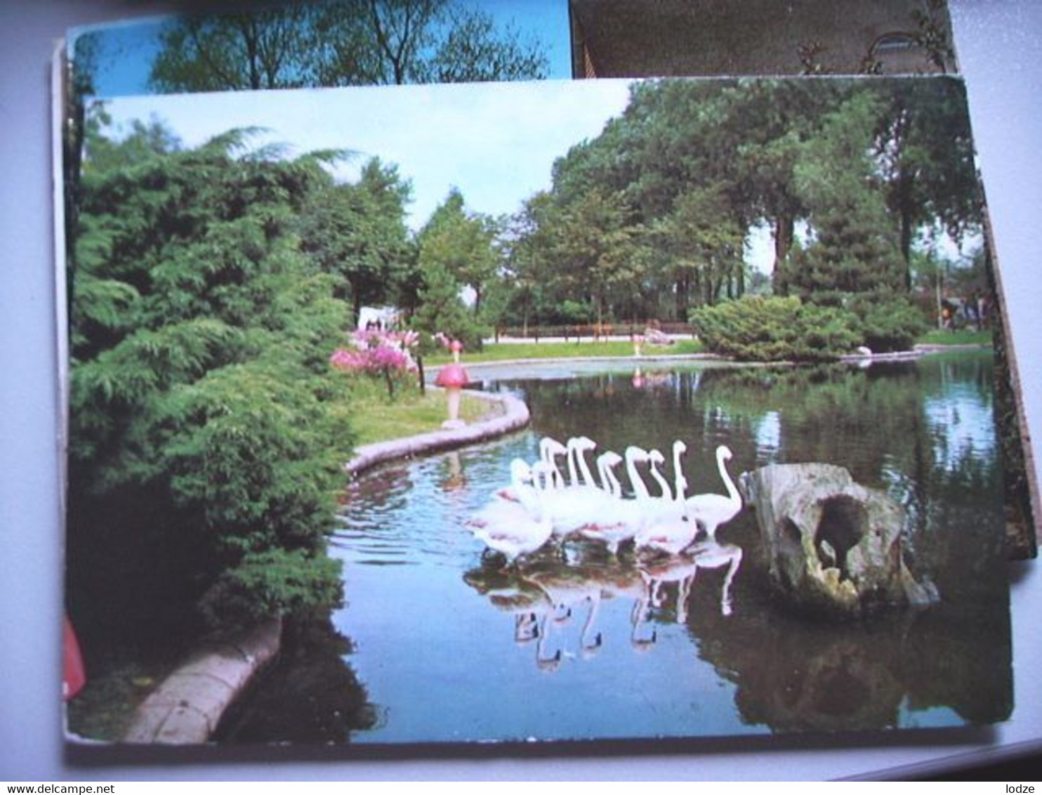 Nederland Holland Pays Bas Alphen Aan Den Rijn Avifauna Met Vogels In Het Water - Alphen A/d Rijn