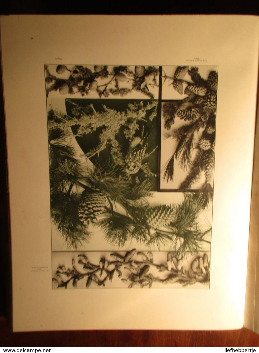 Festons et groupes décoratifs composés de plantes et d'animaux - par M. Gerlach