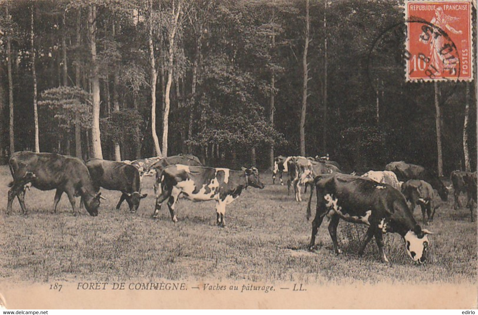 ***  92  ***  Forêt De Compiegne Vaches Au Pâturage - Mini écornage - BG - Sinon TTB - Breeding