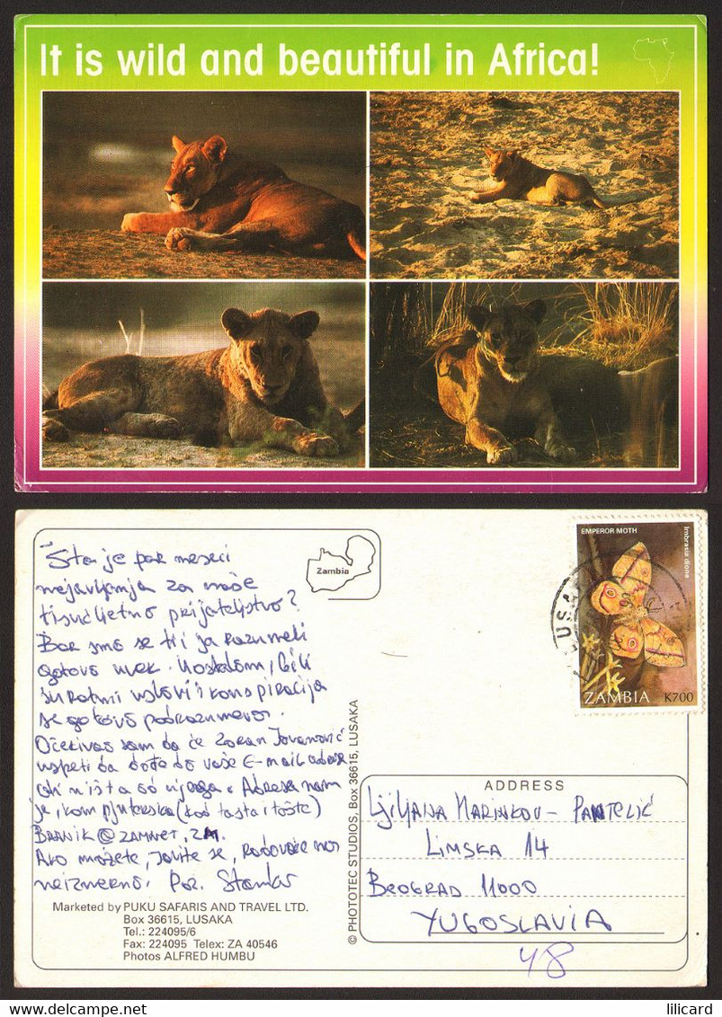 Africa Zambia Lions Nice Stamp #29150 - Zambia