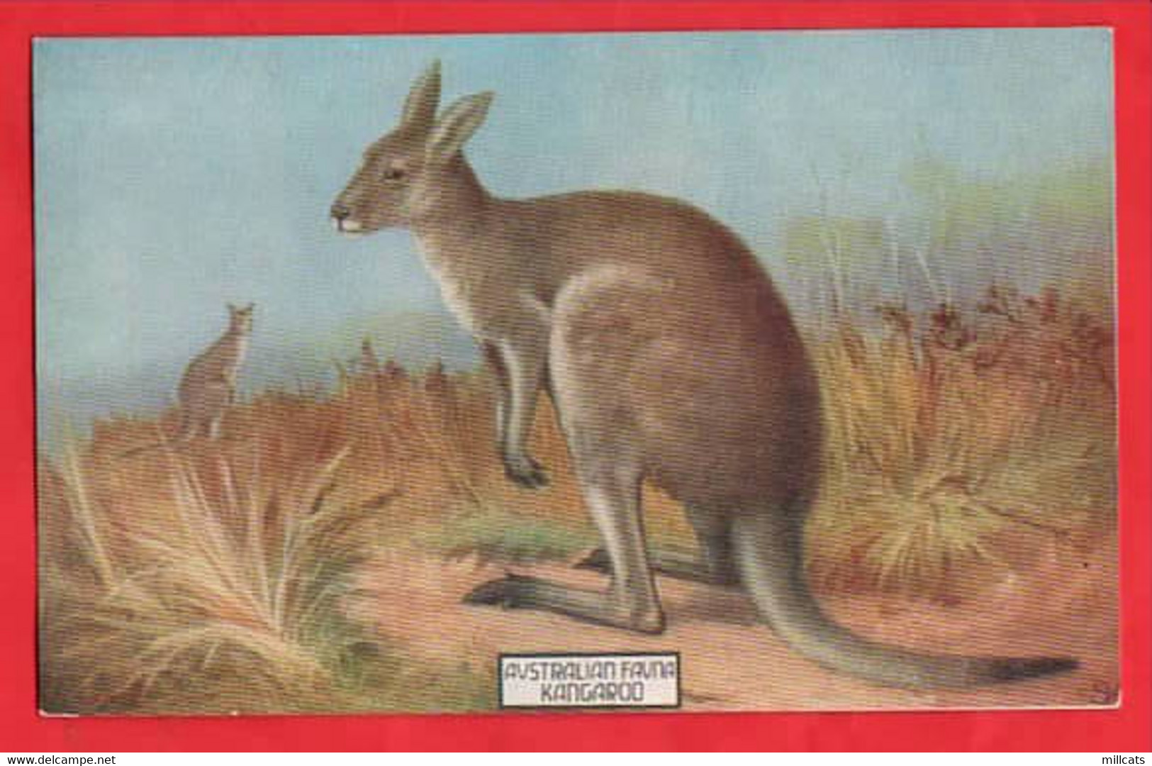 AUSTRALIA   KANGAROO    AUSTRALIAN FAUNA AND FLORA SERIES - Outback