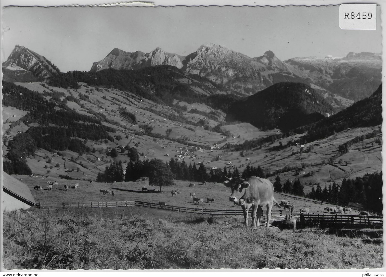 Sattelegg - Blick Ins Wägital - Kühe Vaches Cows - Sattel