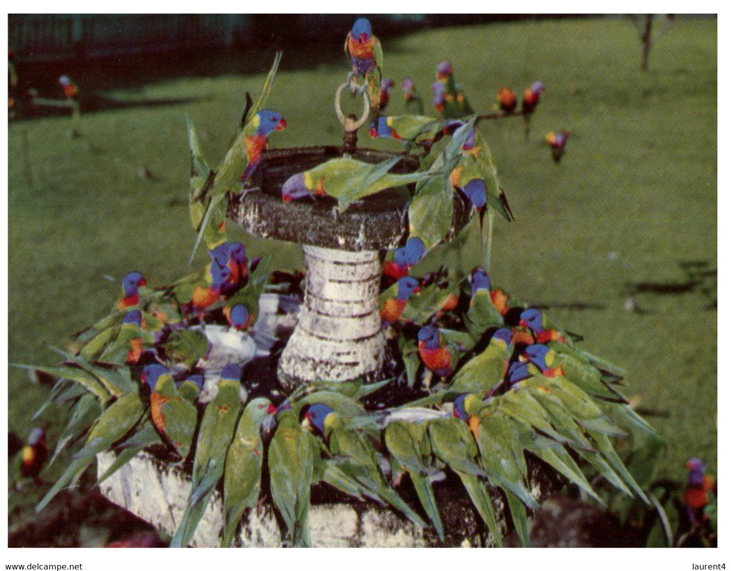 (PP 10) Australia - QLD - Currumbin Sancturary Lorikeet Fountain (793.38) - Gold Coast