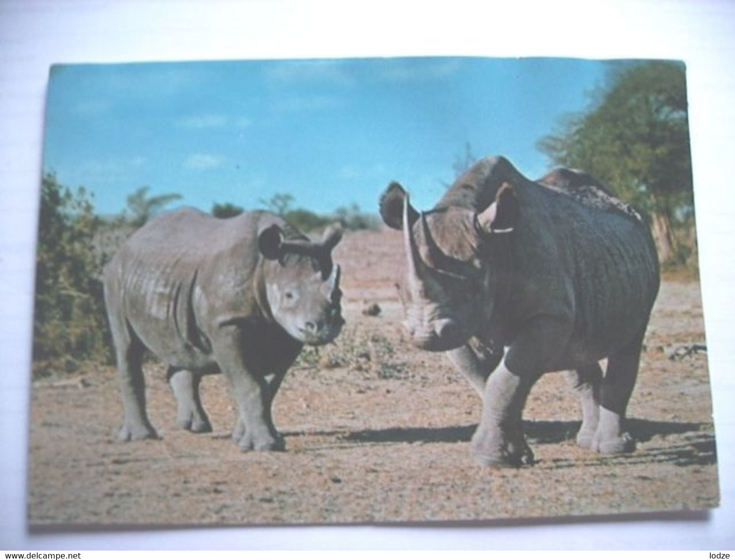 Neushoorn Rhinocéros Rhino Oeganda Uganda - Rhinoceros