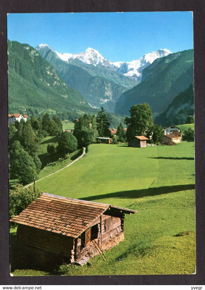 Suisse - Wilderswilb Eiger, Mönch Und Jungfrau ( Colorphoto H. Steinhauer N° 7552 ) - Wilderswil