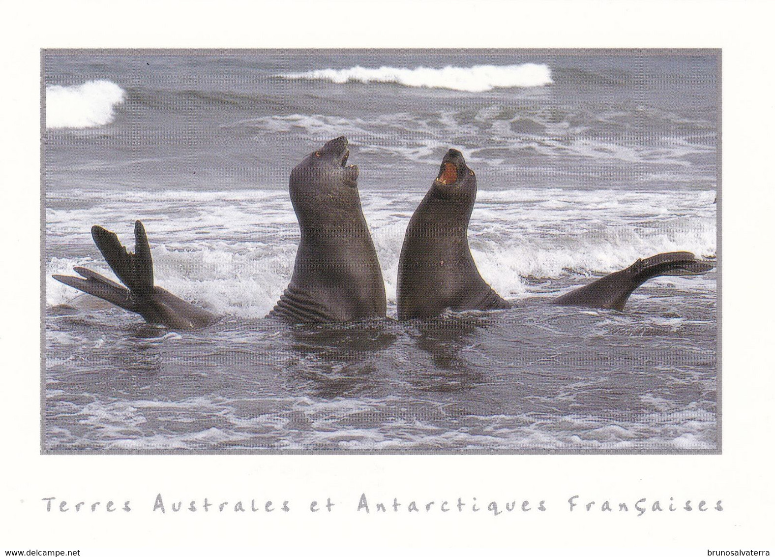 TERRES AUSTRALES ET ANTARCTIQUES FRANCAISES - Jeunes éléphants De Mer - TAAF : Franz. Süd- Und Antarktisgebiete