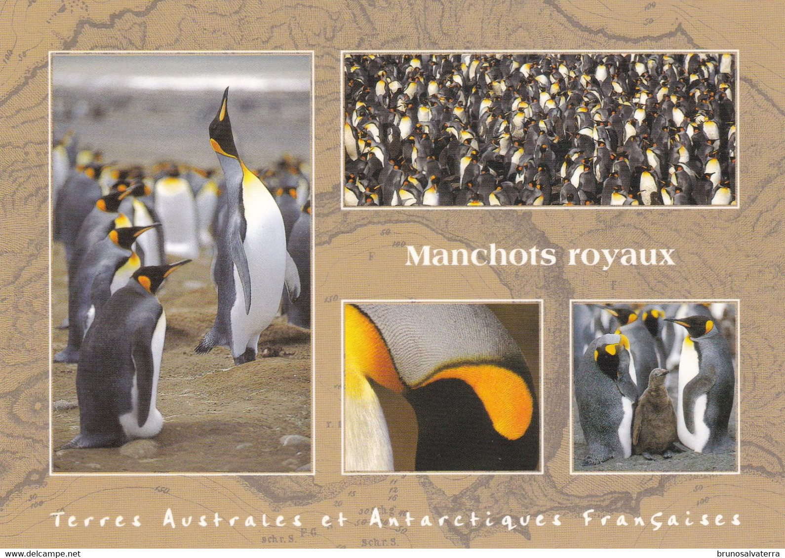 TERRES AUSTRALES ET ANTARCTIQUES FRANCAISES - Manchots Royaux - TAAF : Territori Francesi Meridionali