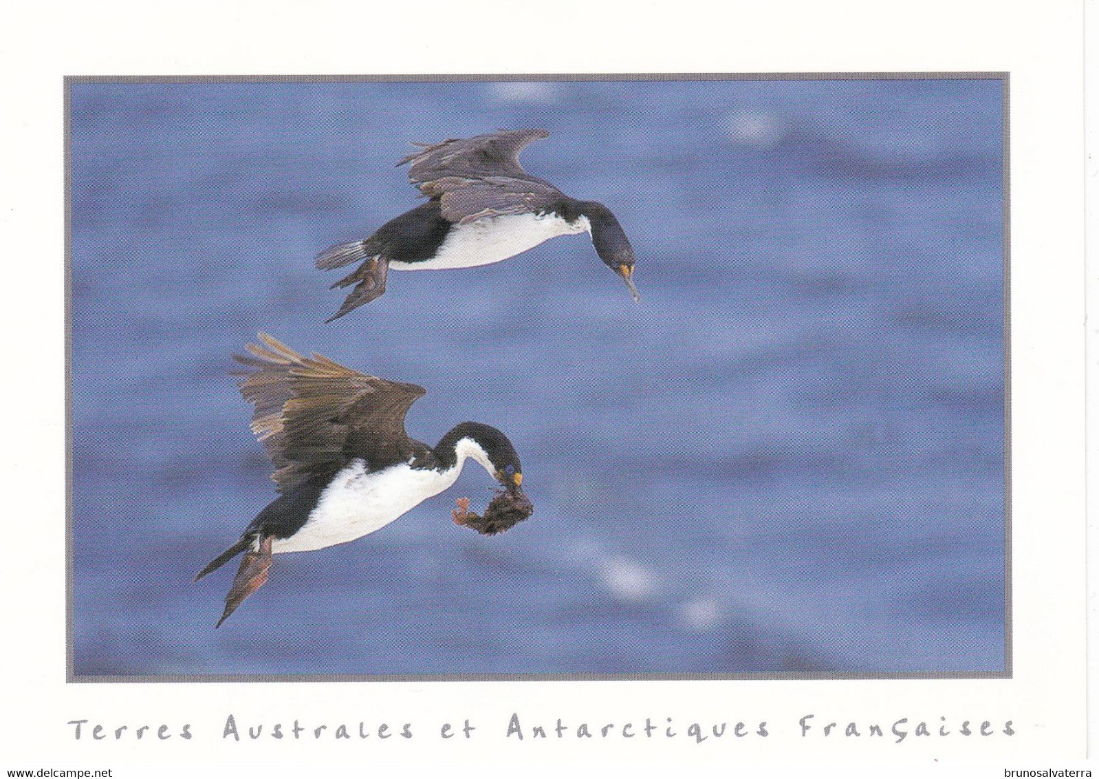 TERRES AUSTRALES ET ANTARCTIQUES FRANCAISES - Kerguelen - Cormorans - TAAF : Territorios Australes Franceses