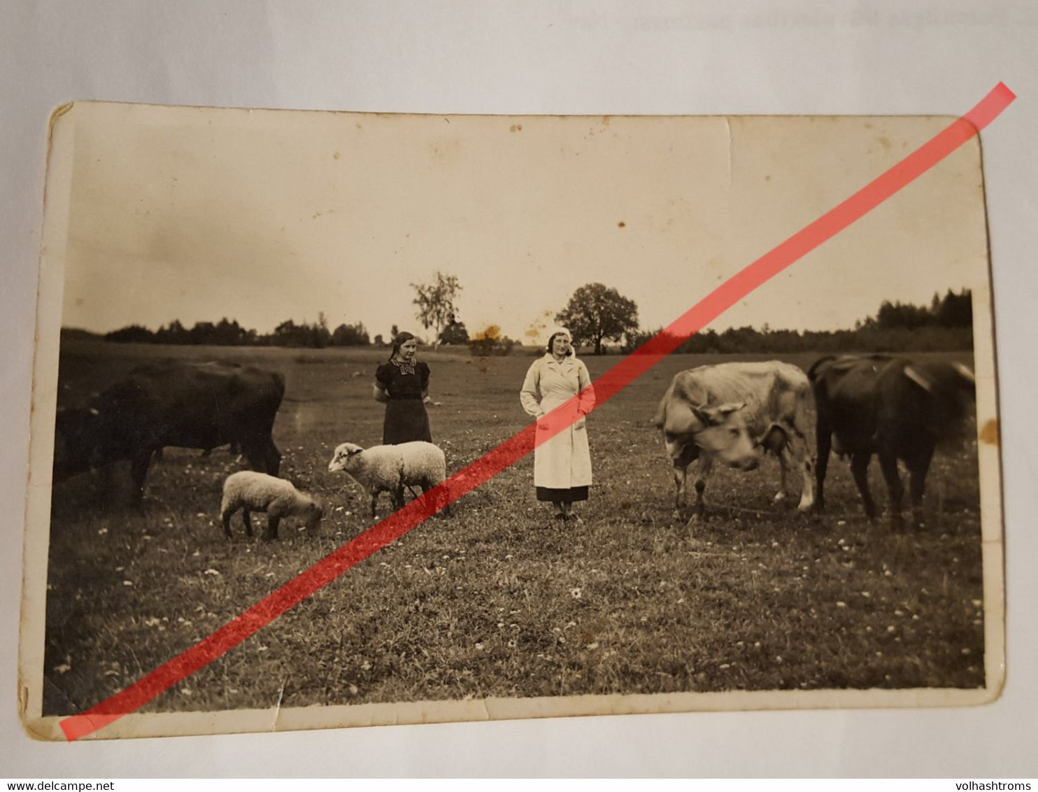 Photo Vintage. Original. Agriculture. Fille Et Vaches, Moutons. Lettonie D'avant-guerre - Oggetti