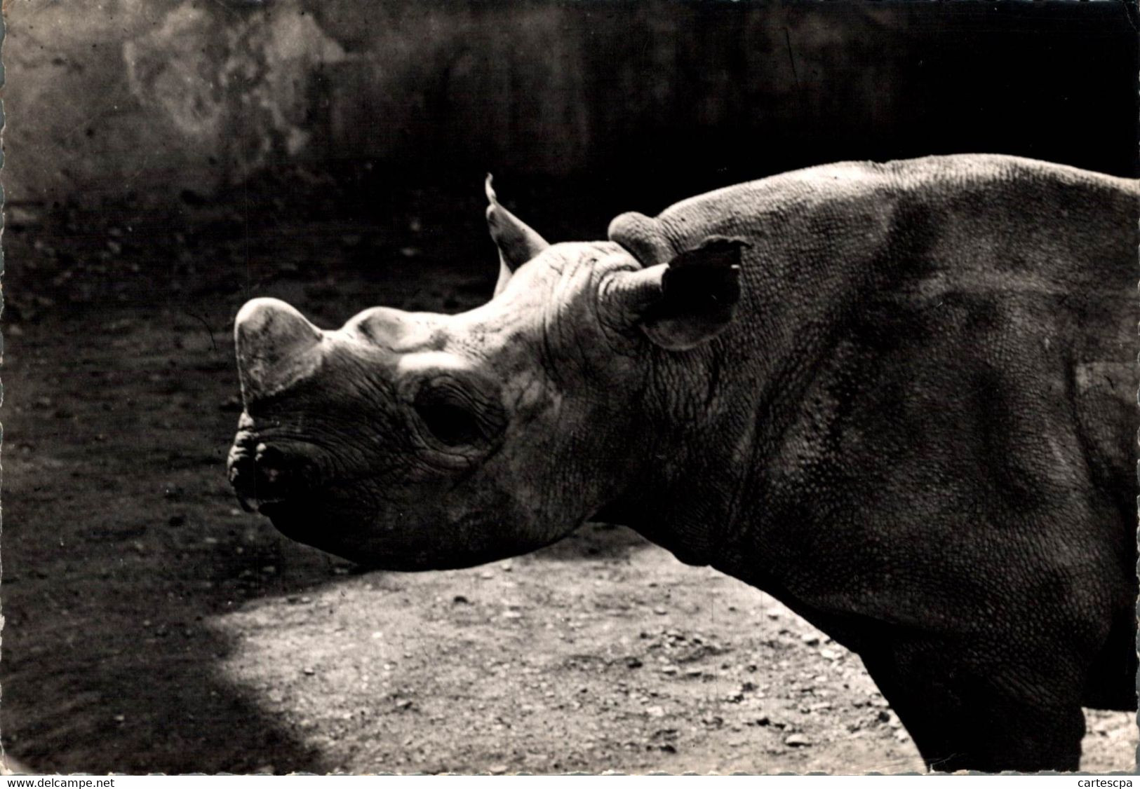 Rhinoceros 29   Publicité Genoline 1957  CPM Ou CPSM - Rhinocéros