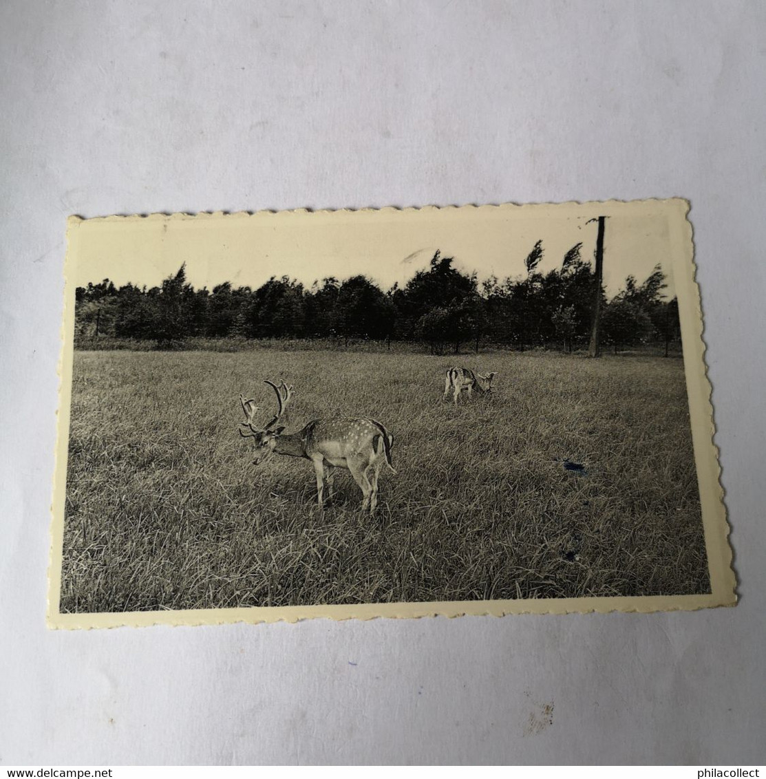 Turnhout // Stadspark - Hertenkamp 1961 - Turnhout