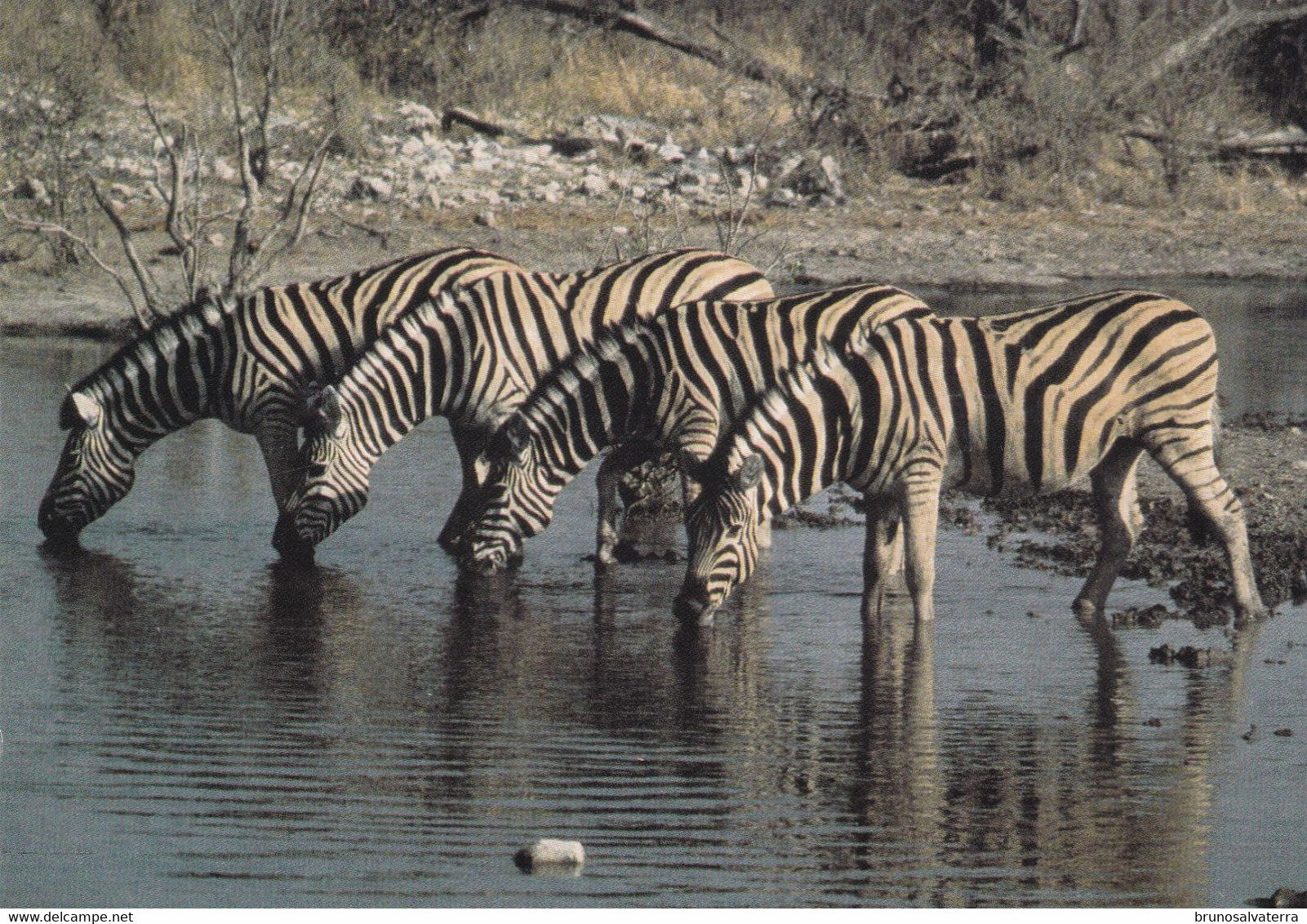 ZEBRES - Etosha - Namibie - Zebras