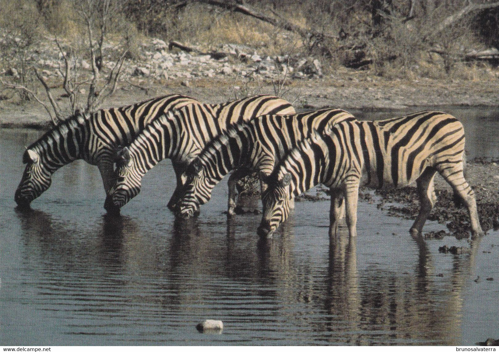 ZEBRES - Etosha - Namibie - Zebra's