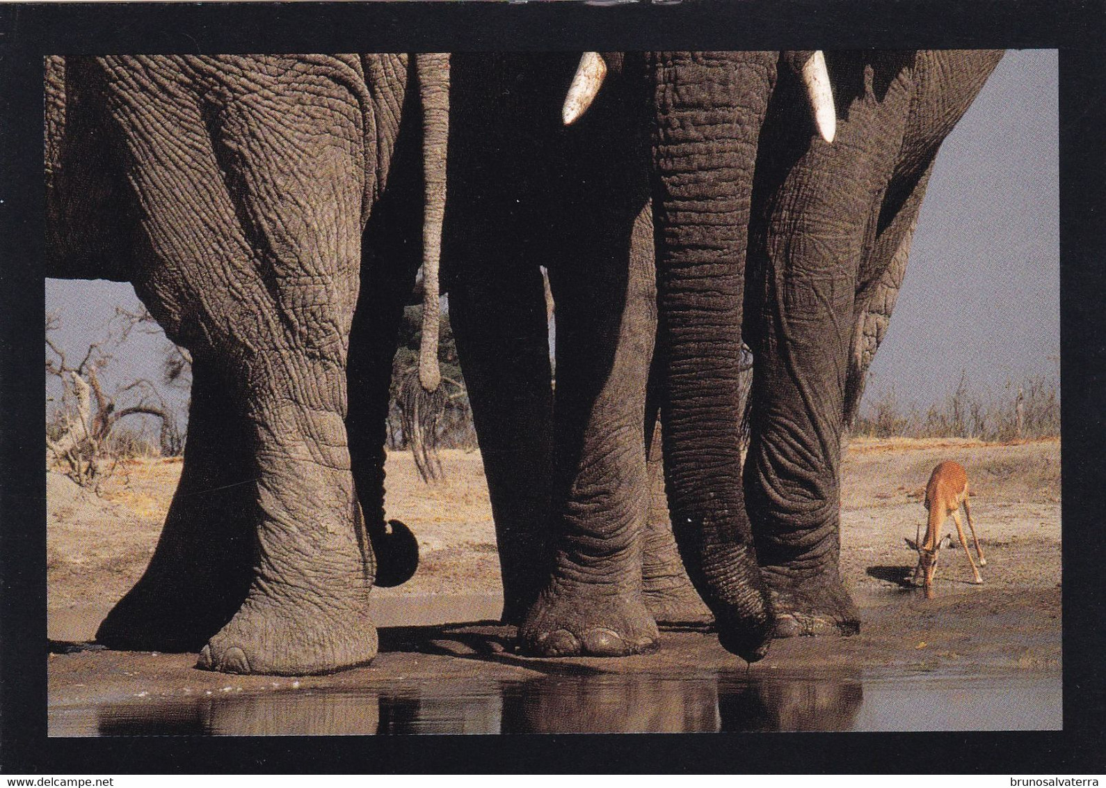 BOTSWANA - Eléphants Et Impala - Botswana