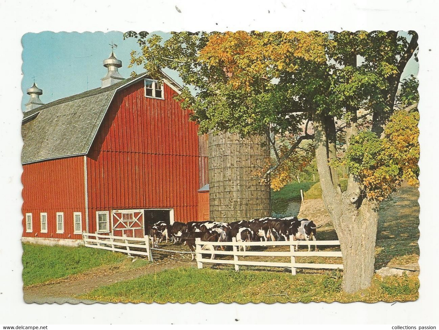 JC , G, Cp, Agriculture , Ferme , élevage , Vaches , Etats Unis , Greetings From STAMFORD , NEW YORK , Milking Time - Farms