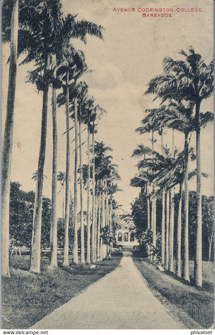 1912  BARBADOS , T.P.  CIRCULADA , AVENUE CODRINGTON , COLLEGE - Barbados (Barbuda)