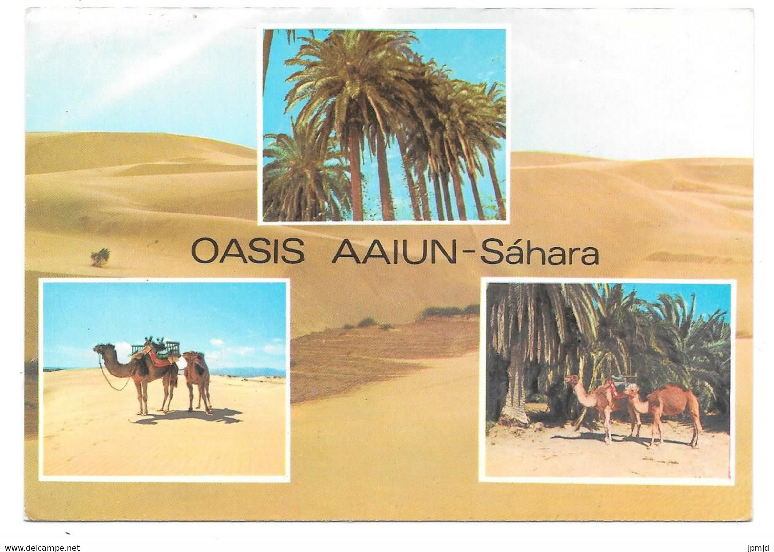 Sahara Occidental Ou Maroc Ou Algérie ? - OASIS - AAIUN - Camel Chameaux Dromadaire - 1979 - Western Sahara