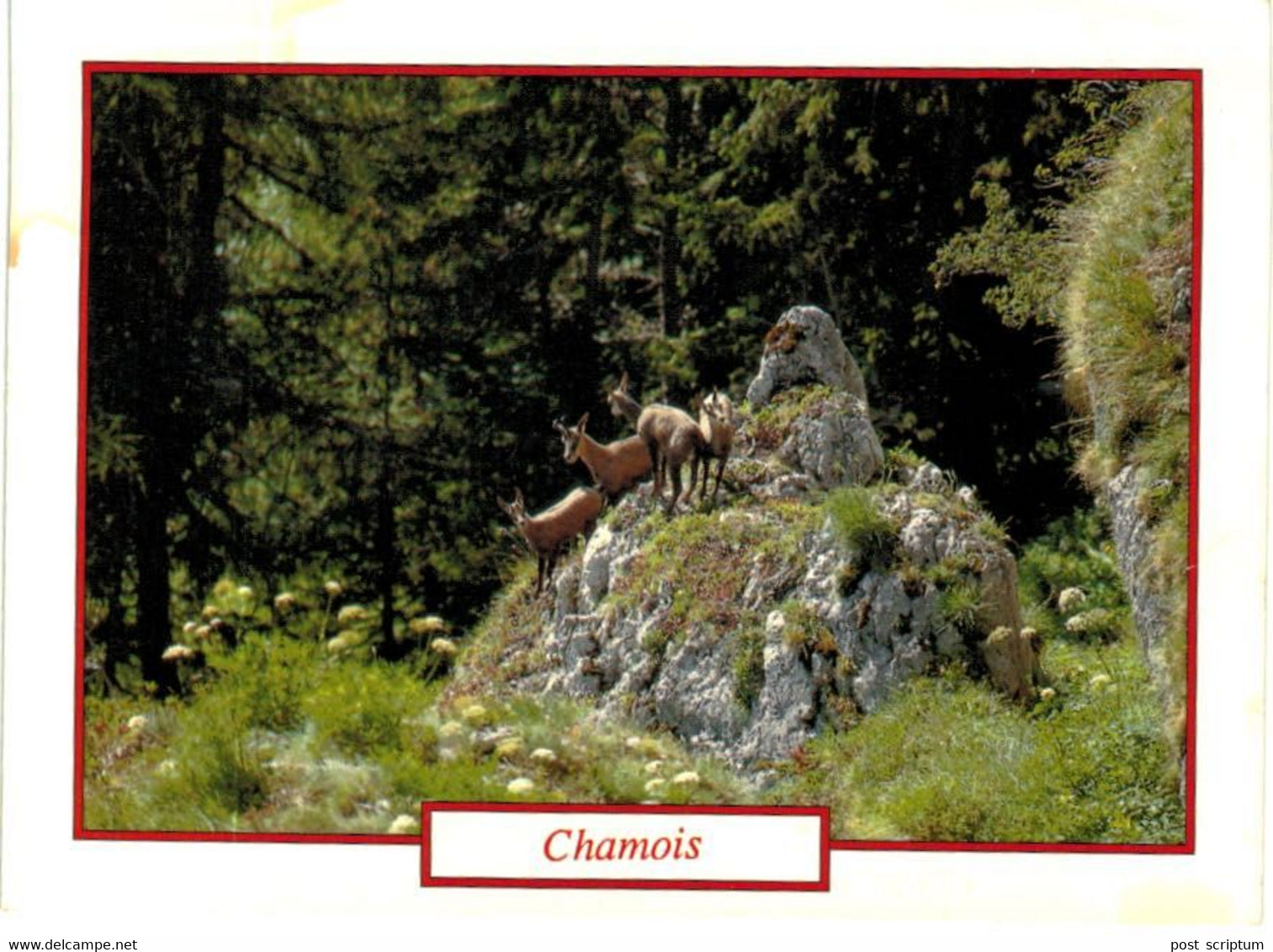 Lot   - Thème - Animaux -  Chèvre Bouquetin Chamois Isard- 68 Cartes - 5 - 99 Postales