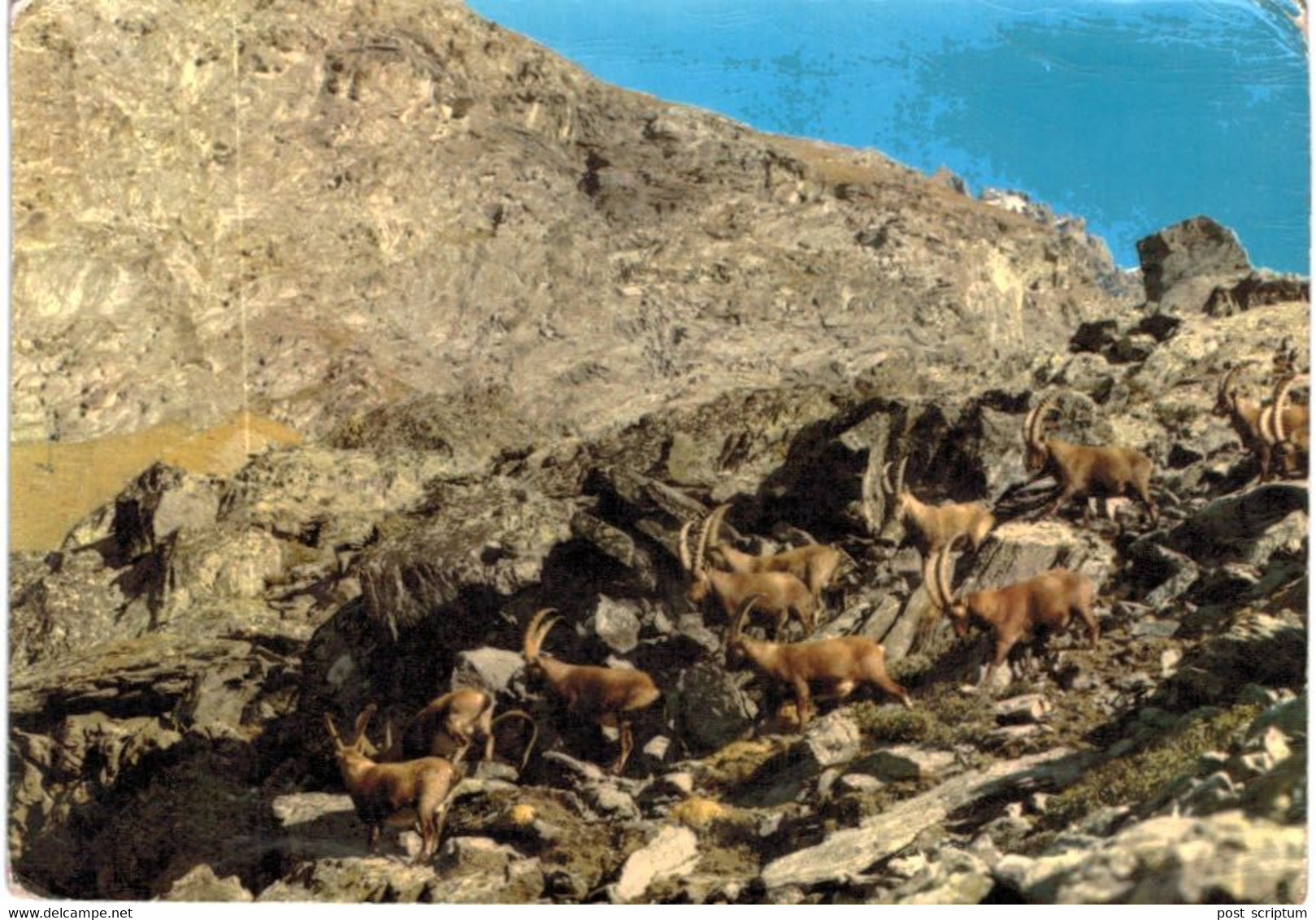 Lot   - Thème - animaux -  chèvre bouquetin chamois isard- 68 cartes