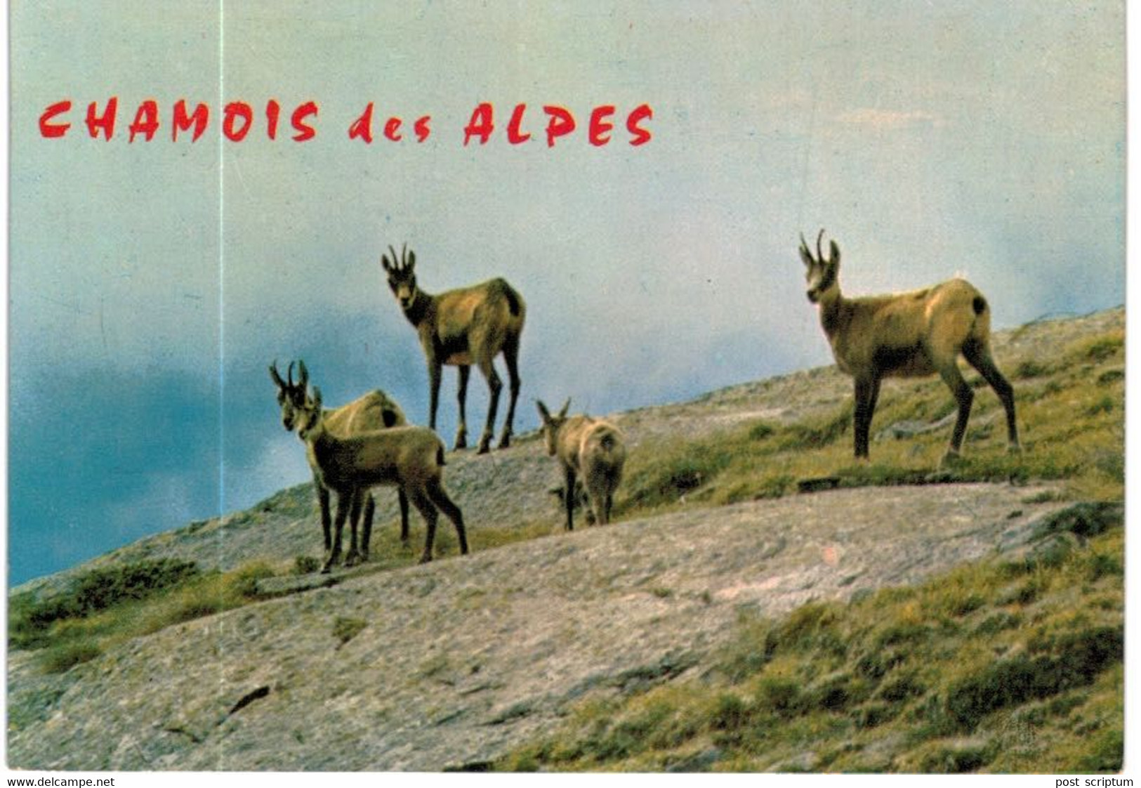 Lot   - Thème - animaux -  chèvre bouquetin chamois isard- 68 cartes