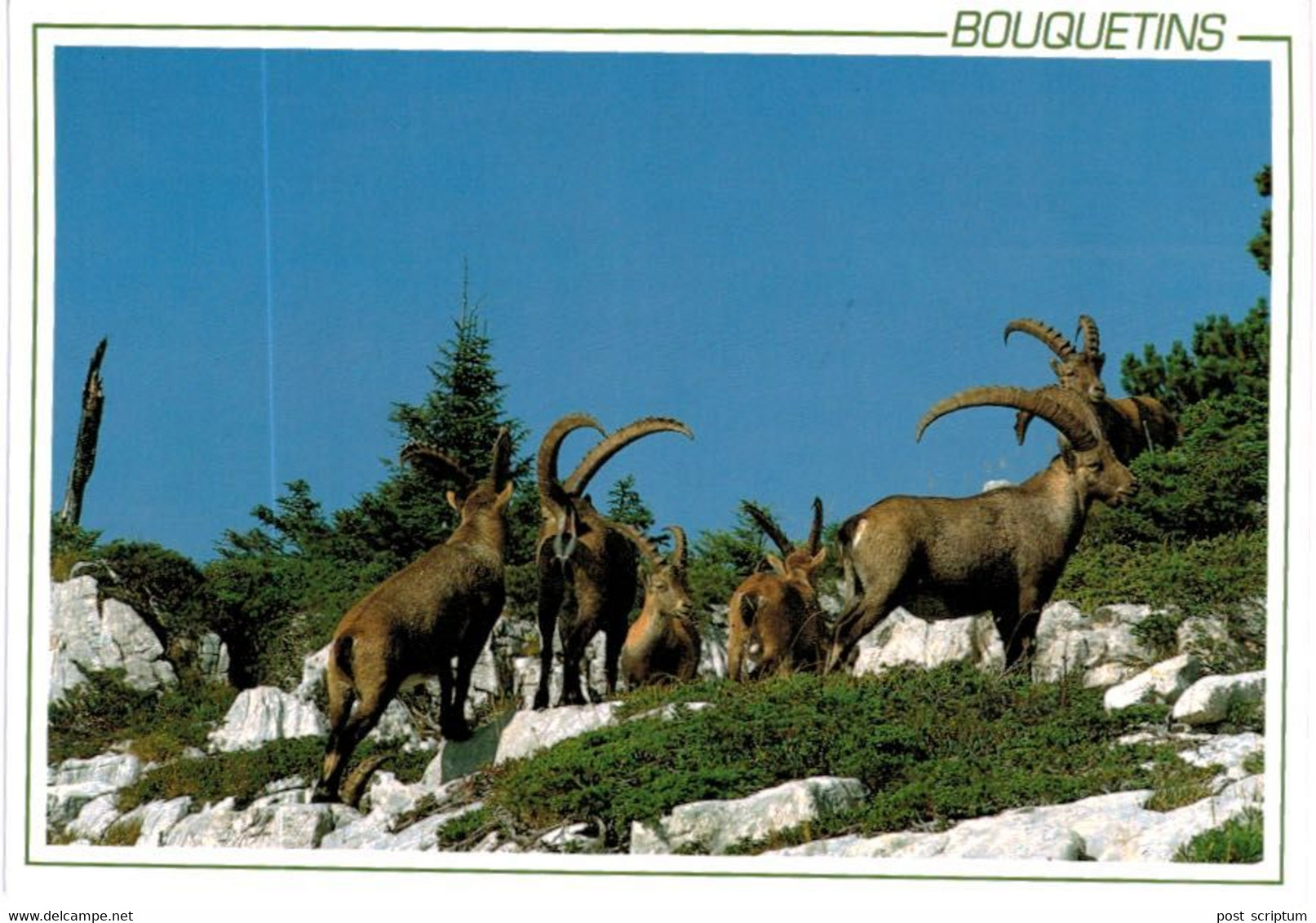 Lot   - Thème - animaux -  chèvre bouquetin chamois isard- 68 cartes