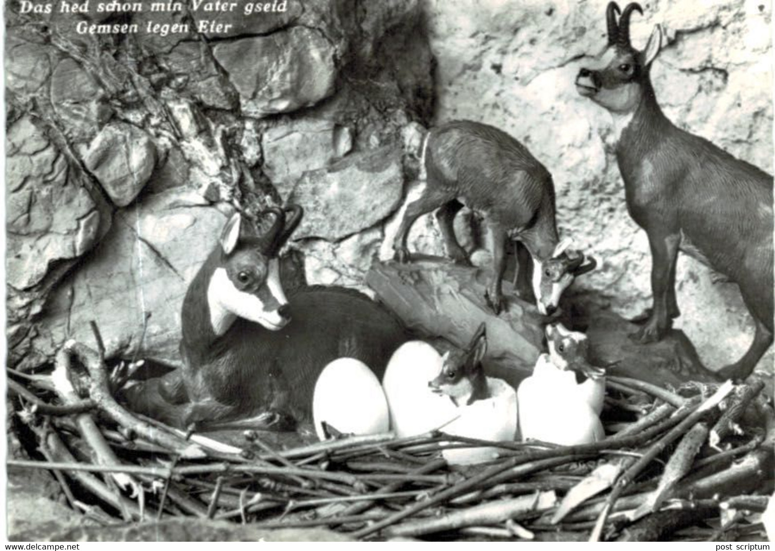 Lot   - Thème - animaux -  chèvre bouquetin chamois isard- 68 cartes