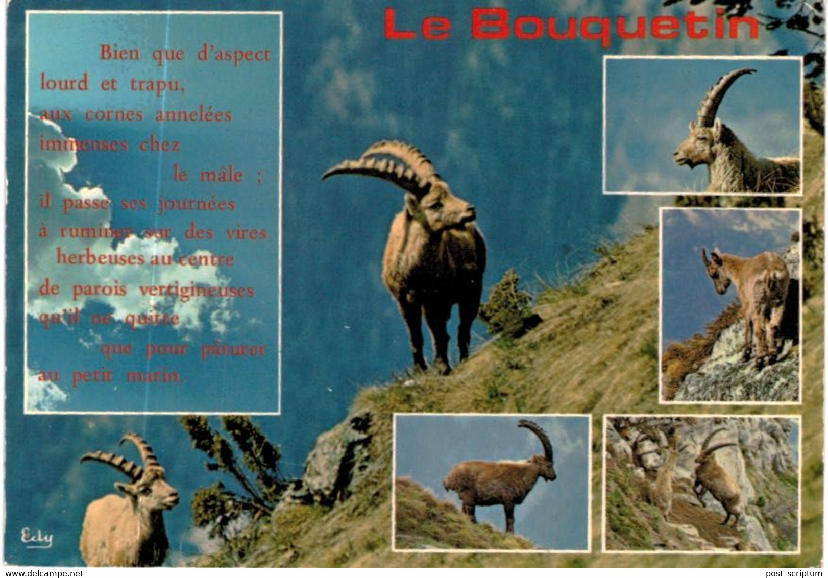 Lot   - Thème - animaux -  chèvre bouquetin chamois isard- 68 cartes