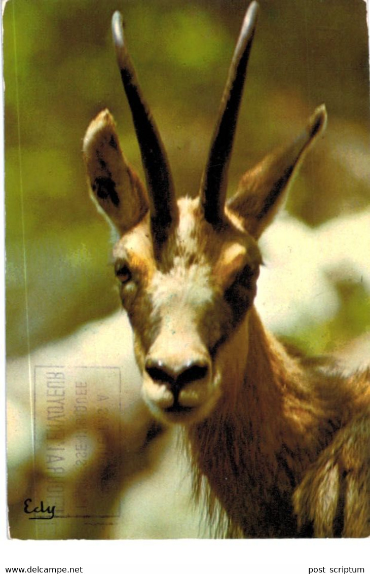 Lot   - Thème - animaux -  chèvre bouquetin chamois isard- 68 cartes