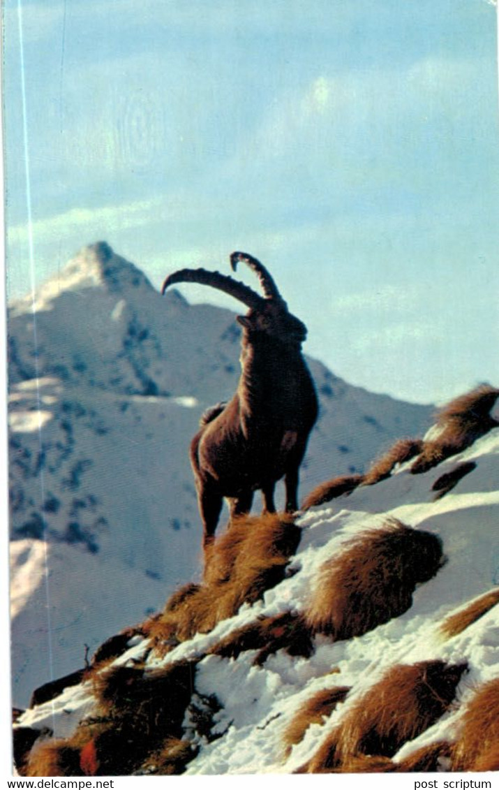 Lot   - Thème - animaux -  chèvre bouquetin chamois isard- 68 cartes