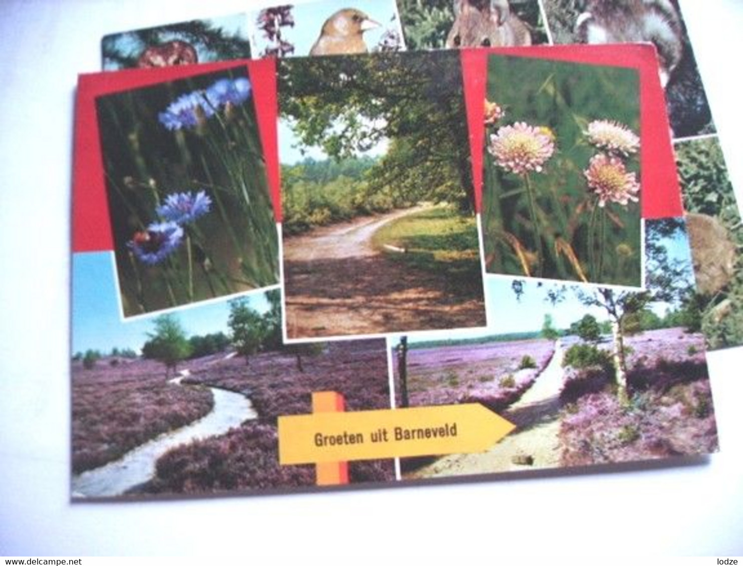 Nederland Holland Pays Bas Barneveld Met Bloeiende Heide En Andere Bloemen - Barneveld