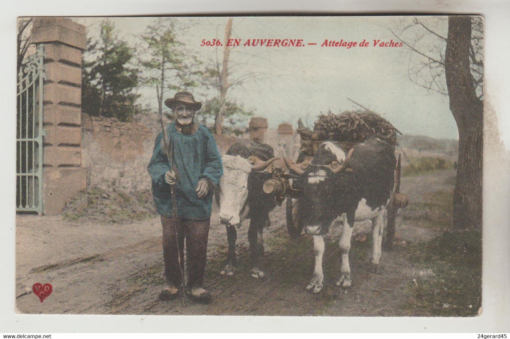 CPA AGRICULTURE ATTELAGE - En AUVERGNE  Attelage De Vaches - Teams