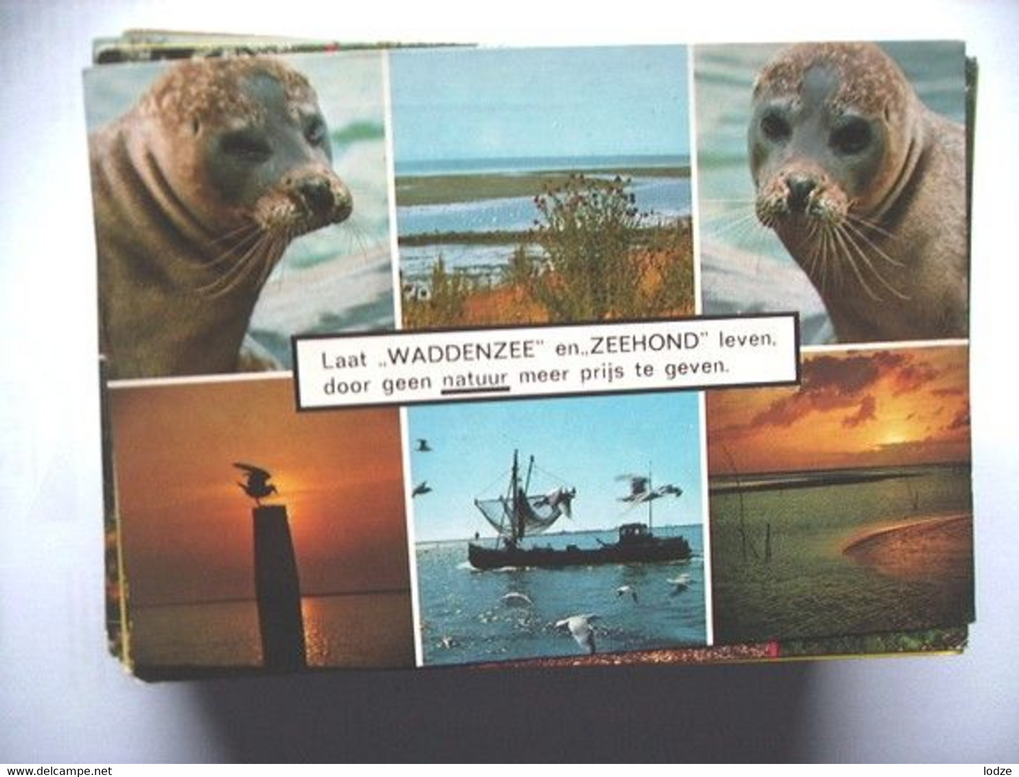 Nederland Holland Pays Bas Waddenzee Met Een Zeehond - Altri & Non Classificati