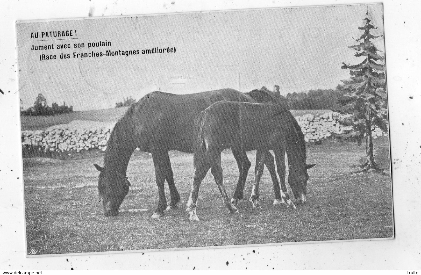 SAIGNELEGIER ET SES ENVIRONS AU PATURAGE ! JUMENT AVEC SON POULAIN (RACE DES FRANCHES-MONTAGNES AMELIOREE) - Saignelégier