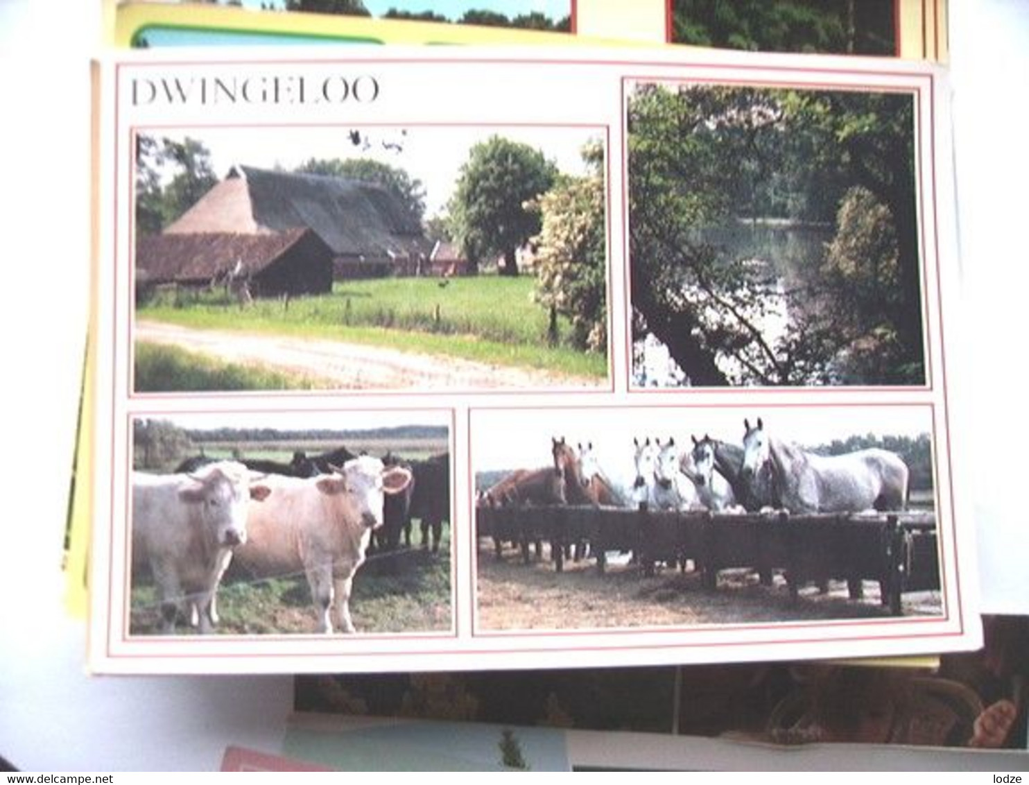 Nederland Holland Pays Bas Dwingeloo Met Boerderij, Koeien En Paarden - Dwingeloo