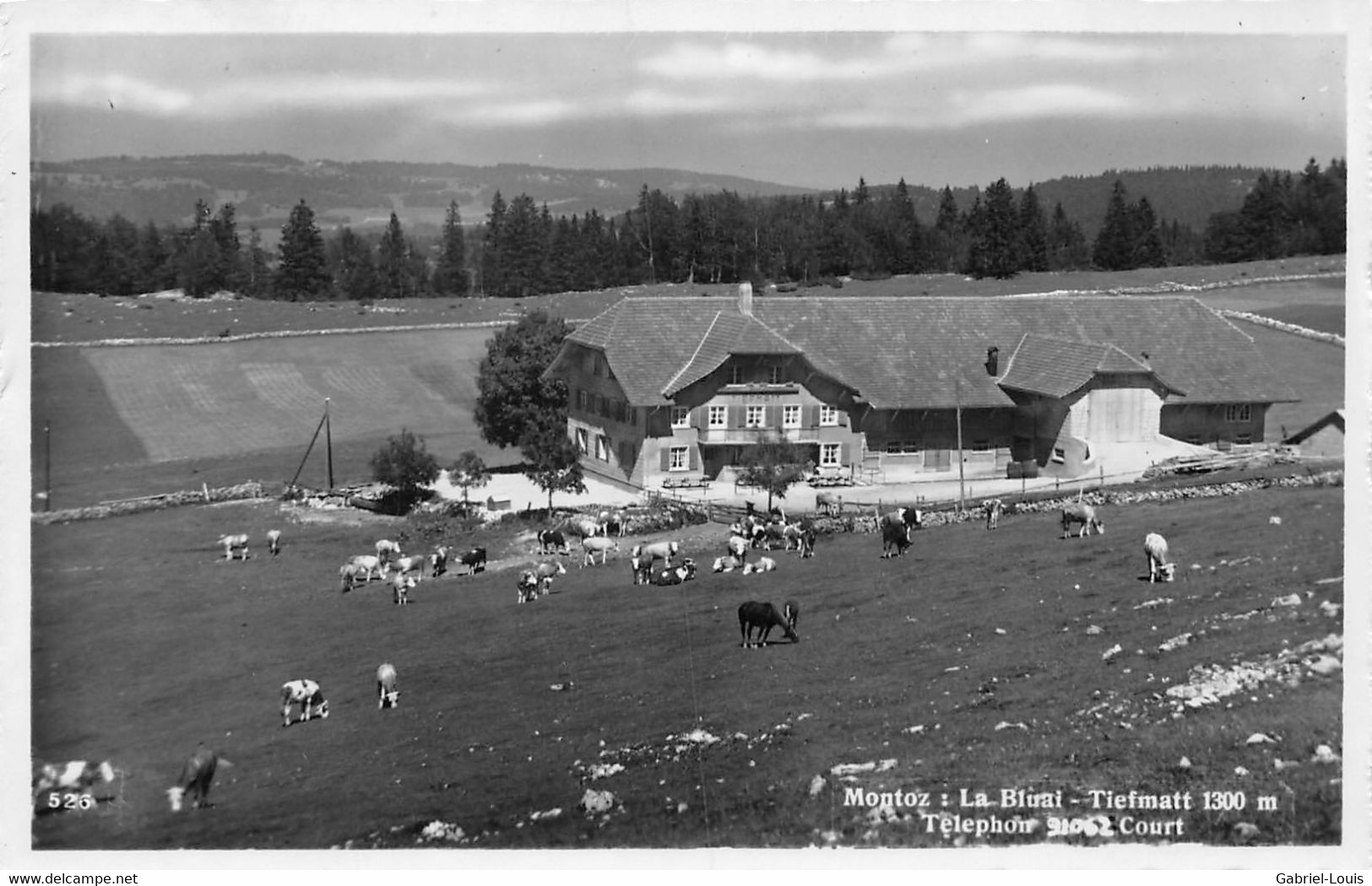 Montoz La Bluai Tiefmatt - Reconvilier - Troupeau De Vaches - Reconvilier