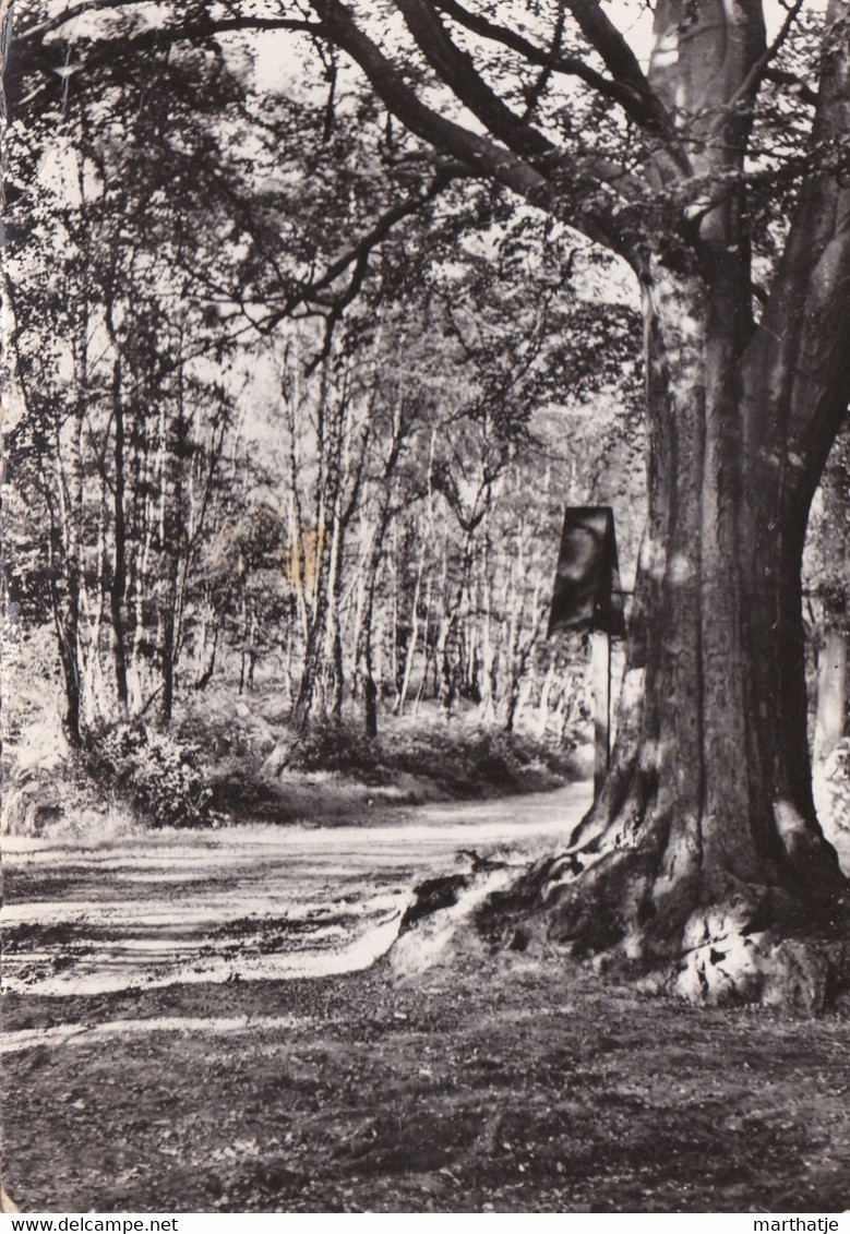 Hautes-Fagnes - Croix Dans La Forêt - Kreuz Im Walde - Jalhay