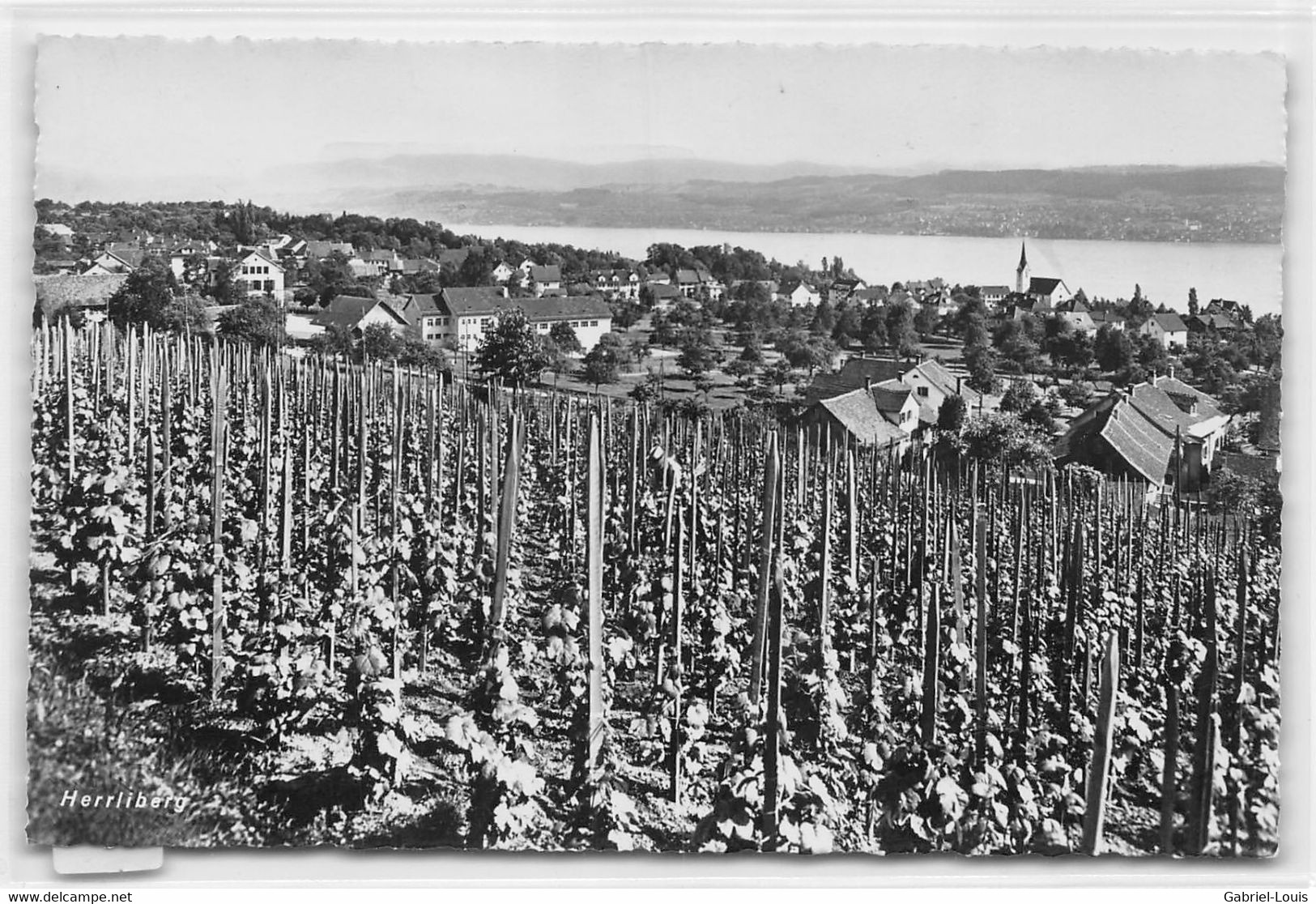 Herrliberg  - Vignes - Herrliberg