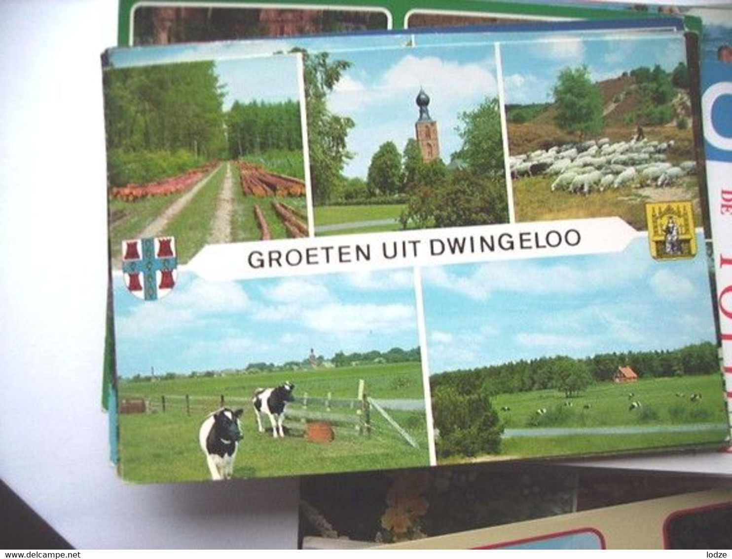 Nederland Holland Pays Bas Dwingeloo Met Veel Groen En Met Schapen - Dwingeloo