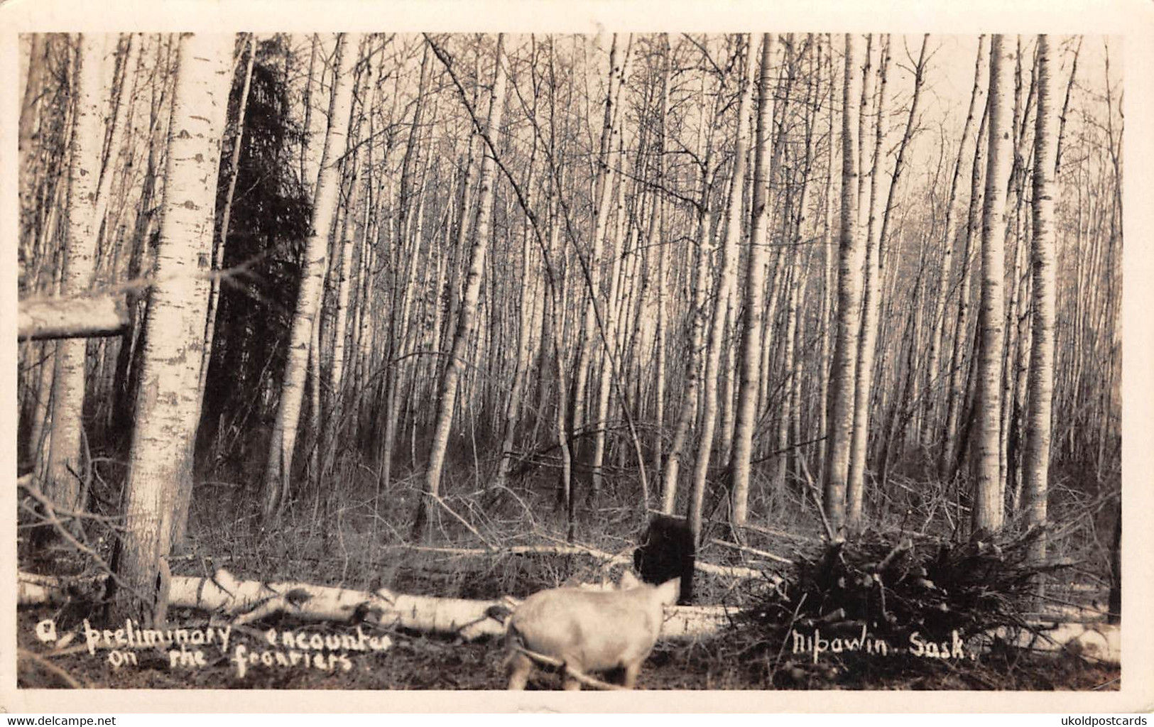 Canada - NIPAWIN, A Preliminary Encounter On The Frontiers, Pig In The Forest . Real Photo, 1936 - Andere & Zonder Classificatie