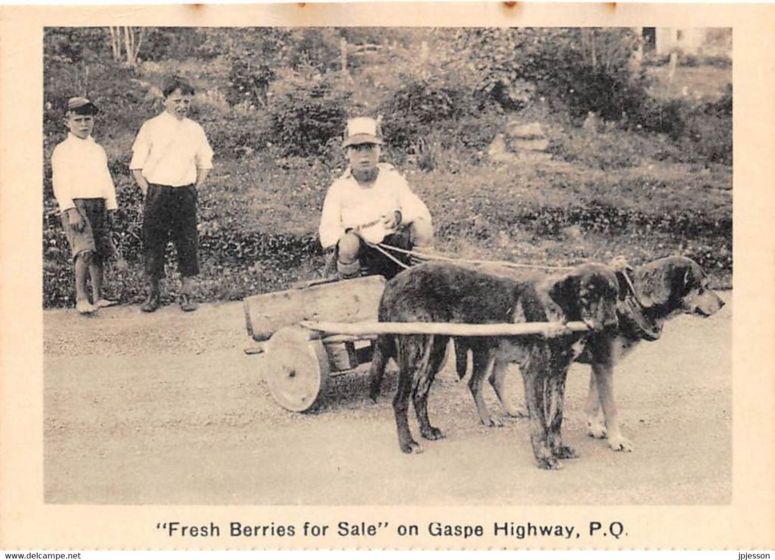 QUEBEC - "FRESH BERRIES FOR SALE" ON GASPE HIGHWAY - ATTELAGE DE CHIENS - Gaspé