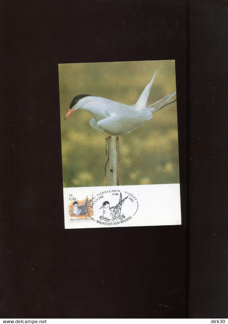 Belgie 3011 Maximumkaart Buzin Birds Bruxelles - 2001-2010