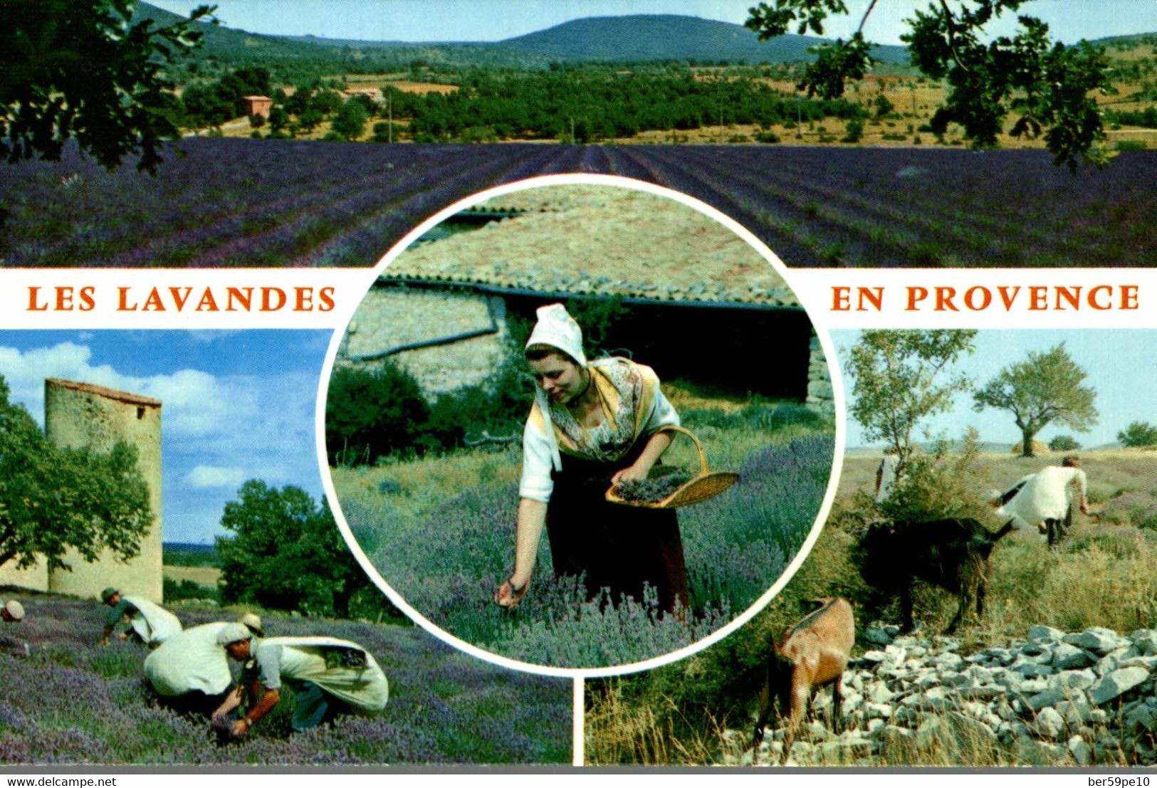 COULEURS DE PROVENCE LA LAVANDE - Plantes Médicinales