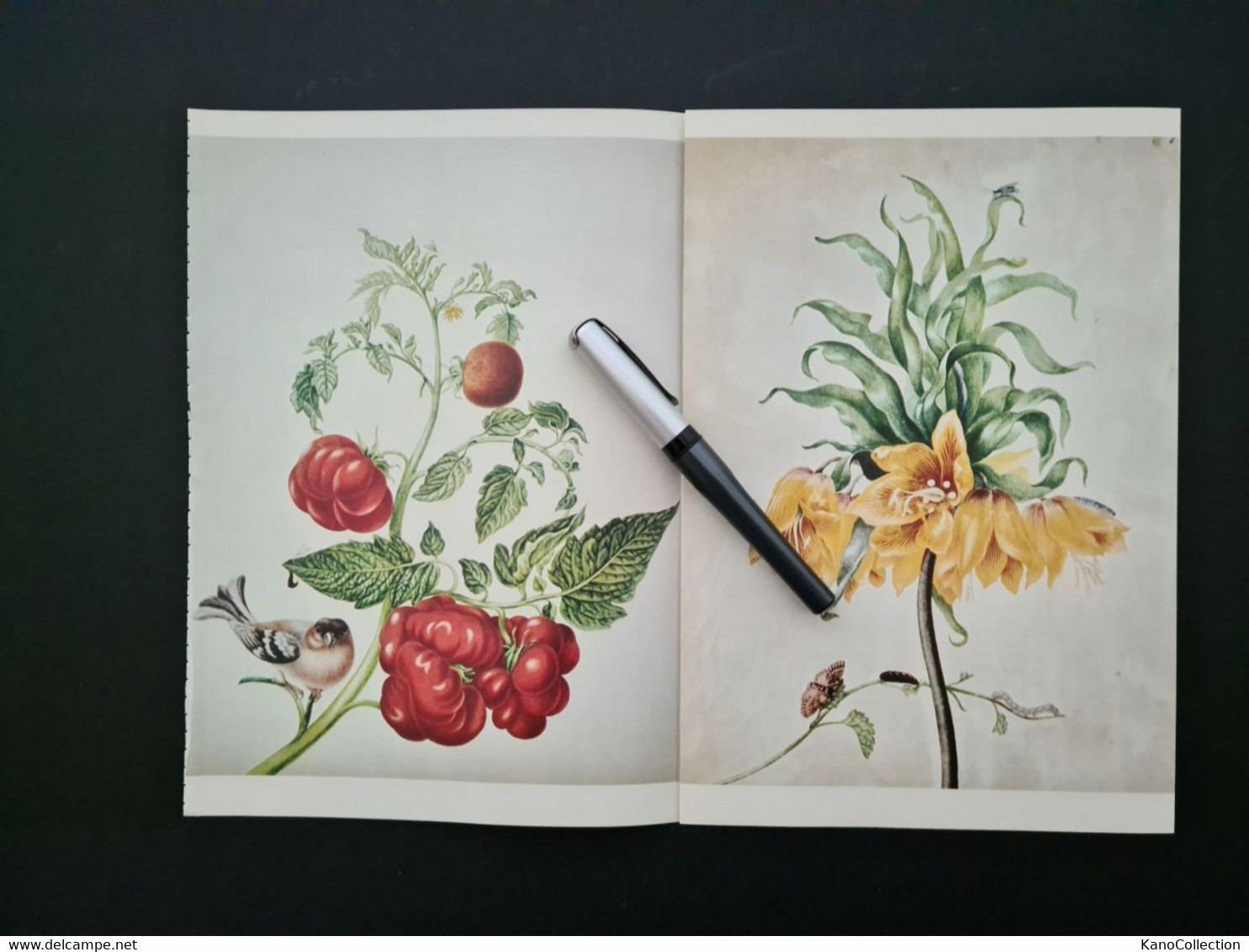 Maria Sibylla Merian: Leningrader Aquarelle, Reproduktion, 4 Motive, 8 Seiten, Leporello - Lithographies