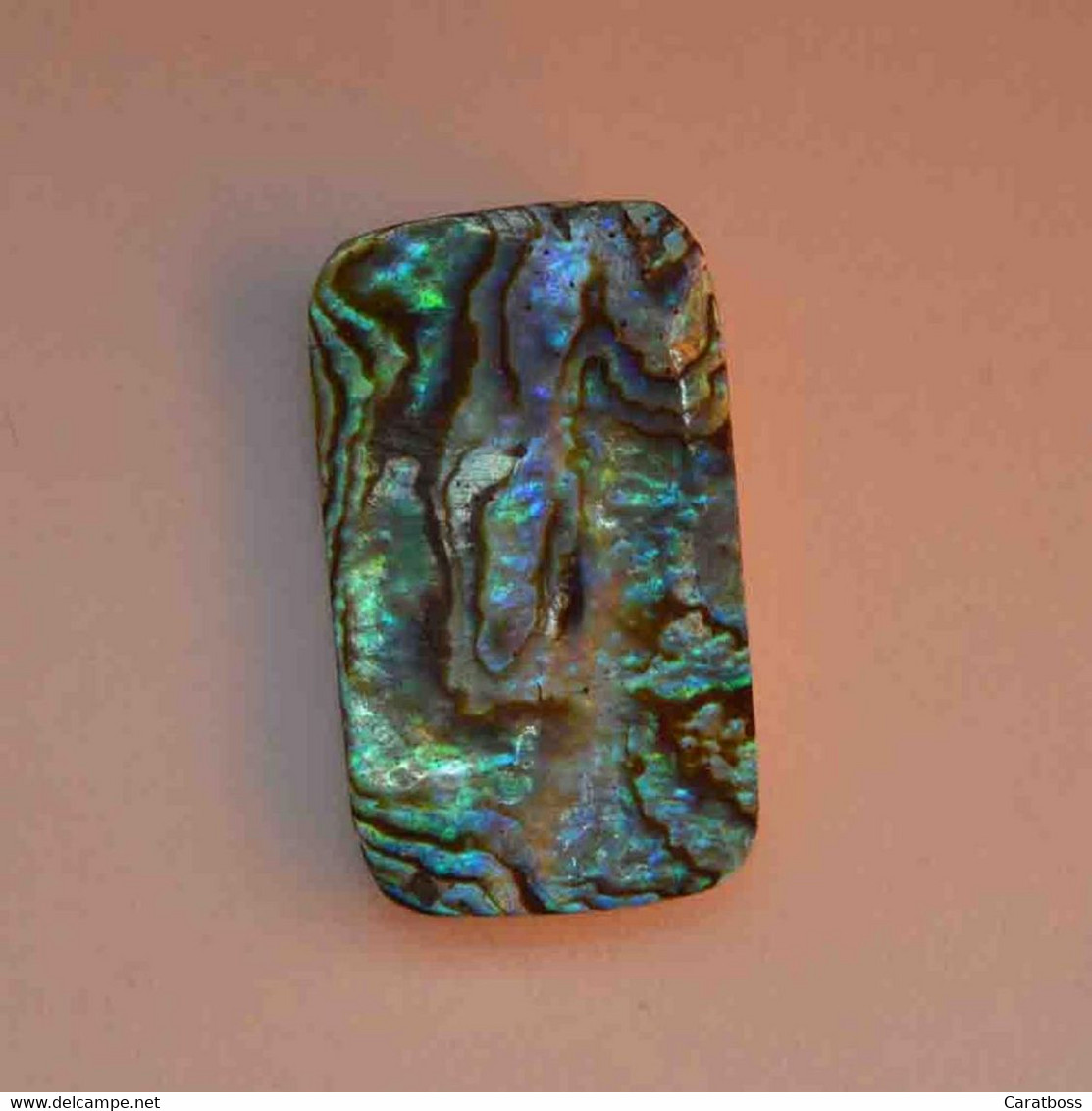 Pawa Abalone 15,0 Carats - Other & Unclassified