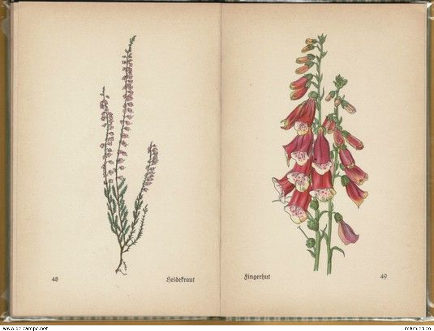 1937 Le Petit Livre Des Fleurs 58 Aquarelles De Rudolf KOCH. Das Kleine Blumenbuch In Vielen Farben. - Naturaleza