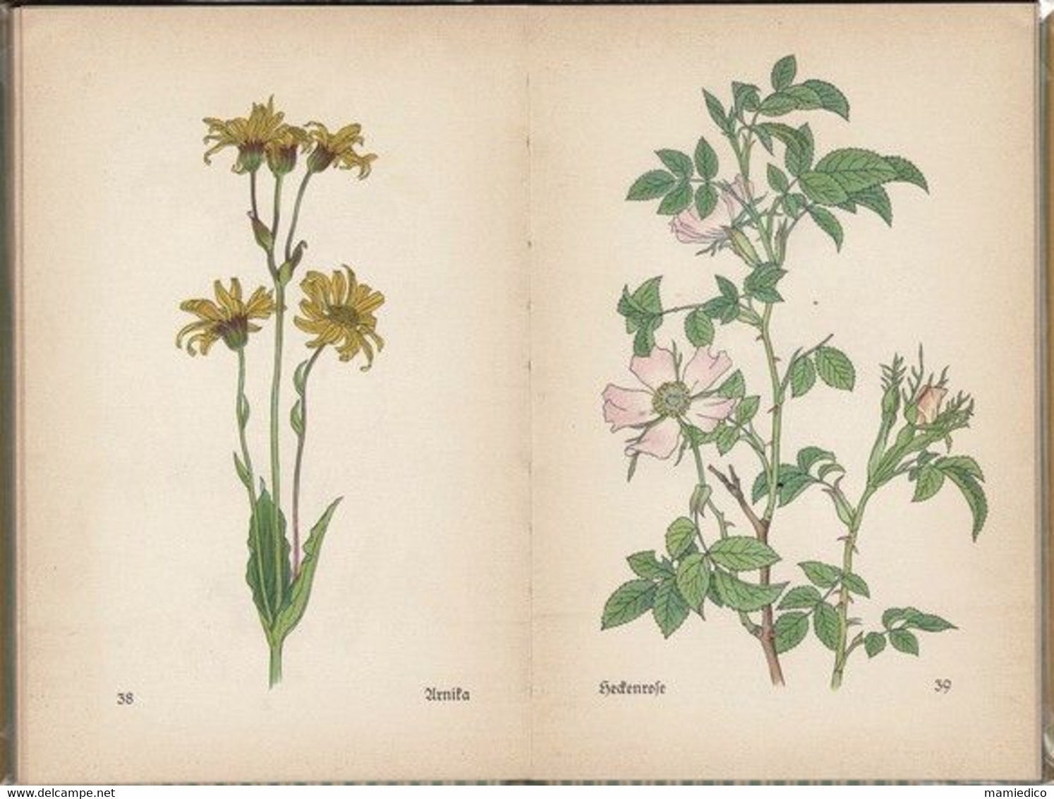 1937 Le Petit Livre Des Fleurs 58 Aquarelles De Rudolf KOCH. Das Kleine Blumenbuch In Vielen Farben. - Naturaleza